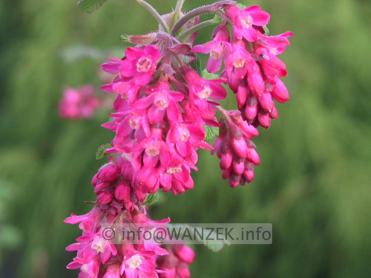 Ribes sanguineum Koja 01.JPG
